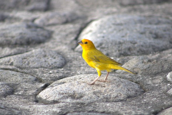 Avistamiento de aves - Pijao's Colombia Tours